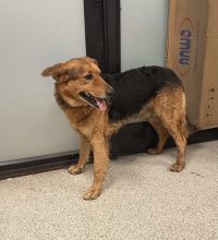 Este perrito busca a su familia o un nuevo hogar tras ser rescatado en L4 del metro