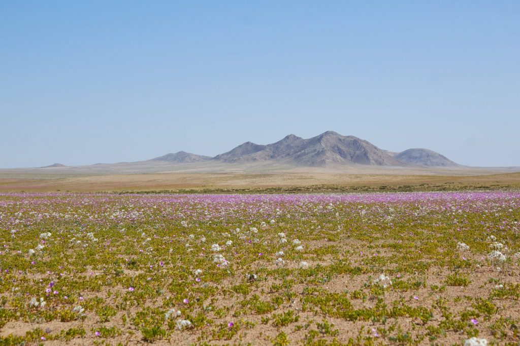 ¿Será como en 1997? El desierto florido podría vivir una temporada histórica
