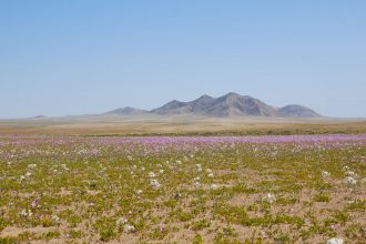 ¿Será como en 1997? El desierto florido podría vivir una temporada histórica