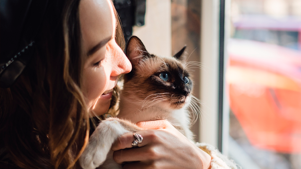 ¡Más michis, más felicidad! Según un estudio, los países con más gatos tienden a ser más felices